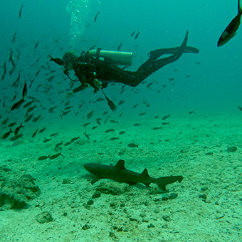 Diver next to a black tip shark.