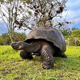 Giant Galapagos tortoise.